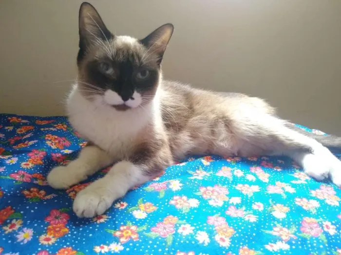 Gato ra a SRD idade 7 a 11 meses nome Mel