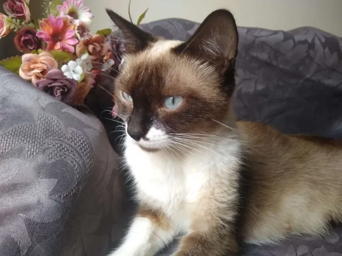 Gato ra a SRD idade 7 a 11 meses nome Mel