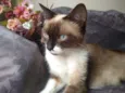 Mel
