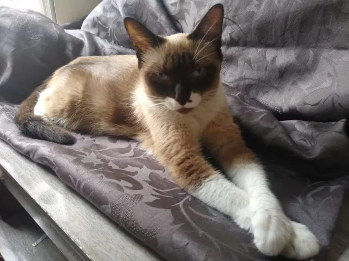 Gato ra a SRD idade 7 a 11 meses nome Mel