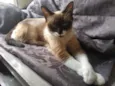 Mel