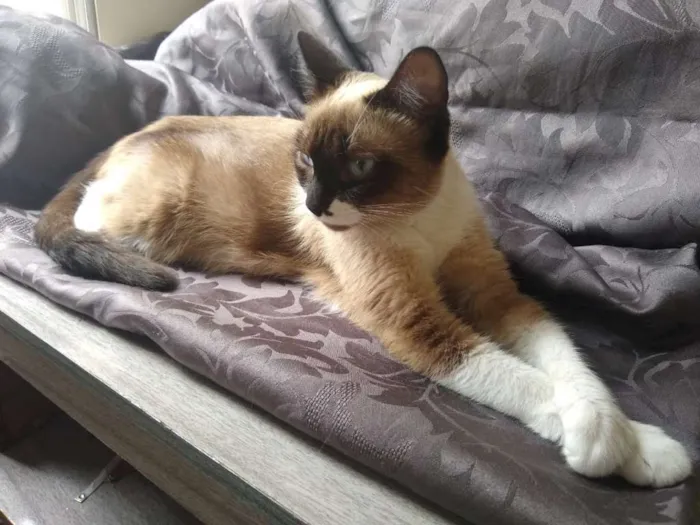 Gato ra a SRD idade 7 a 11 meses nome Mel