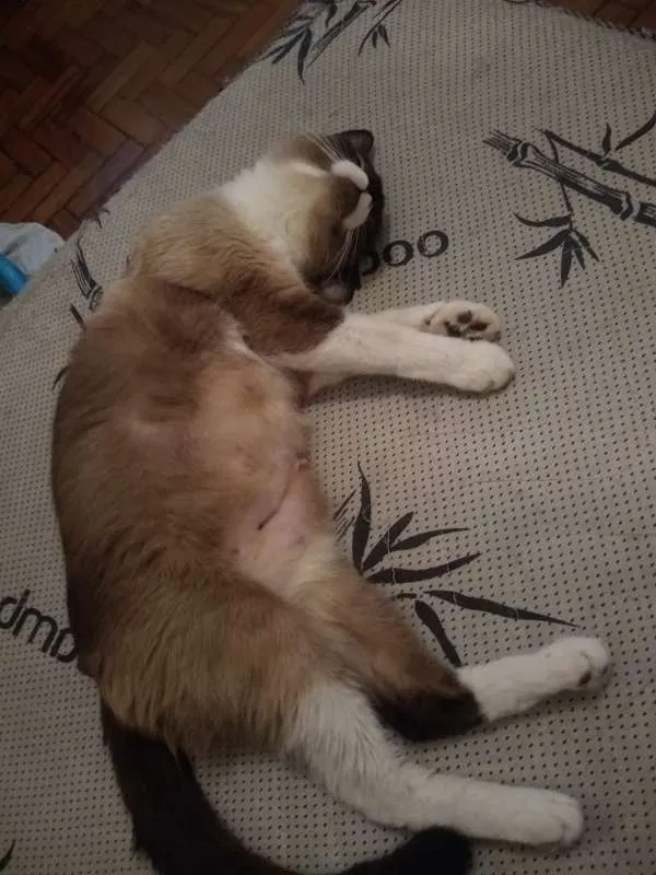 Gato ra a SRD idade 7 a 11 meses nome Mel