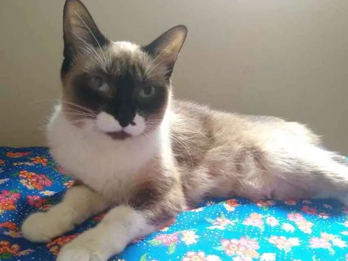 Gato ra a SRD idade 7 a 11 meses nome Mel