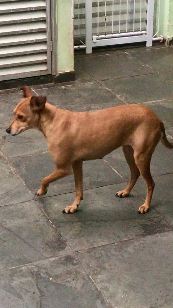 Cachorro ra a SRD idade 2 anos nome Bambi