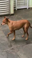 Bambi