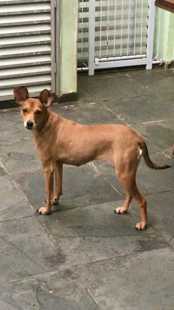 Cachorro ra a SRD idade 2 anos nome Bambi