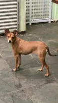 Bambi