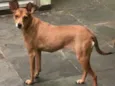 Bambi