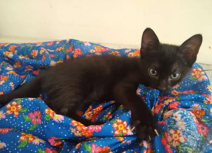 Gato ra a SRD idade 2 a 6 meses nome Melissa