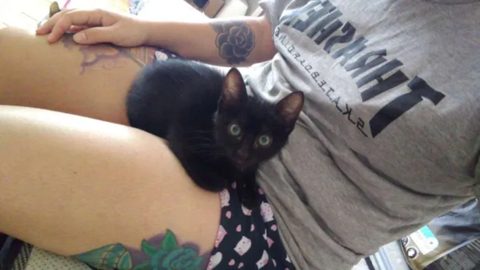 Gato ra a SRD idade 2 a 6 meses nome Melissa