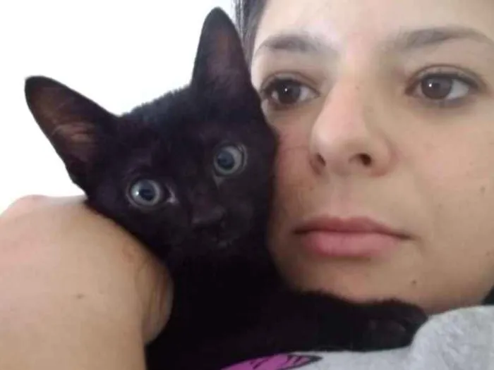 Gato ra a SRD idade 2 a 6 meses nome Melissa
