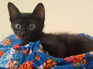 Gato raça SRD idade 2 a 6 meses nome Melissa