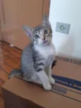 Gengibre