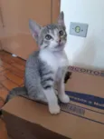 Gengibre