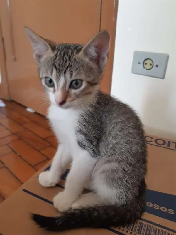 Gato ra a SRD idade 2 a 6 meses nome Gengibre
