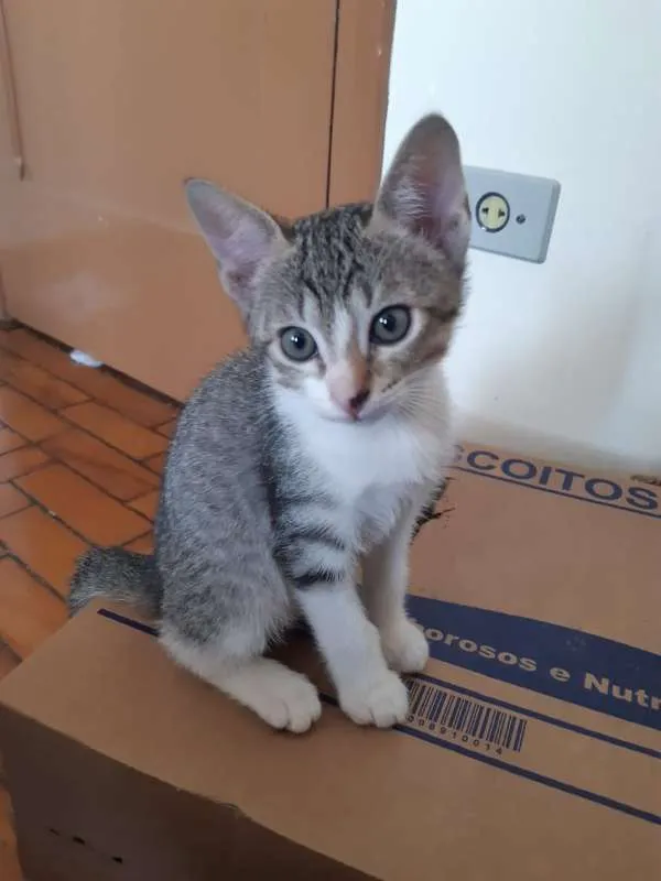 Gato ra a SRD idade 2 a 6 meses nome Gengibre