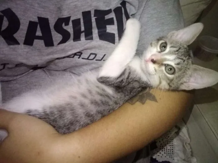 Gato ra a SRD idade 2 a 6 meses nome Gengibre