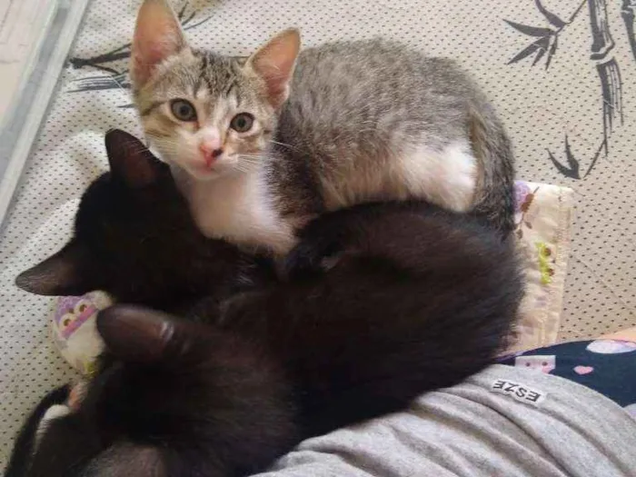 Gato ra a SRD idade 2 a 6 meses nome Gengibre