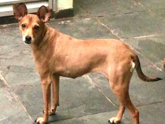 Cachorro ra a SRD idade 2 anos nome Bambi