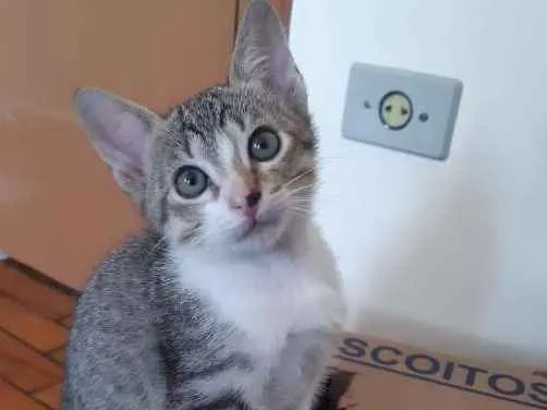 Gato ra a SRD idade 2 a 6 meses nome Gengibre