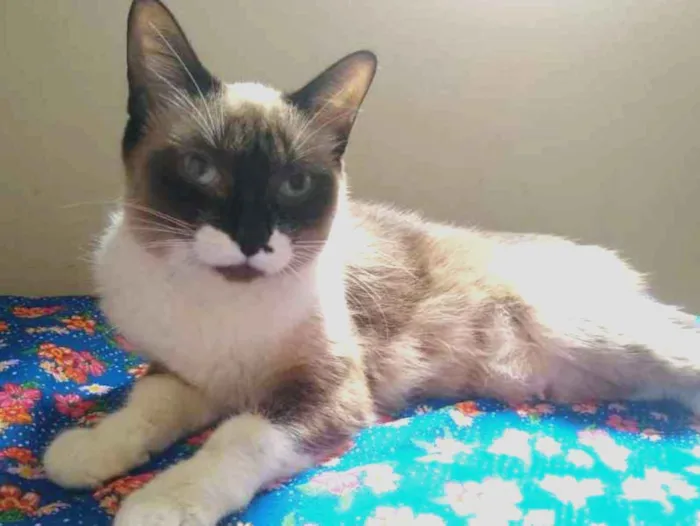 Gato ra a SRD idade 7 a 11 meses nome Mel
