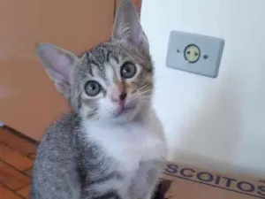 Gato raça SRD idade 2 a 6 meses nome Gengibre