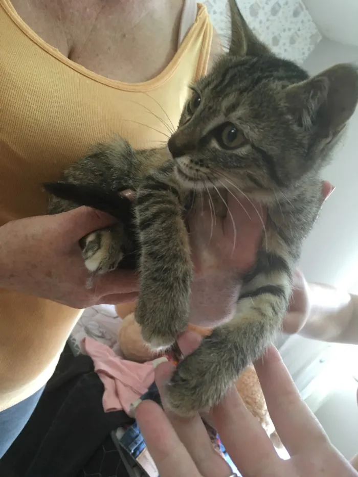 Gato ra a Indefinido  idade Abaixo de 2 meses nome Indefinido 