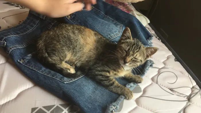 Gato ra a Indefinido  idade Abaixo de 2 meses nome Indefinido 