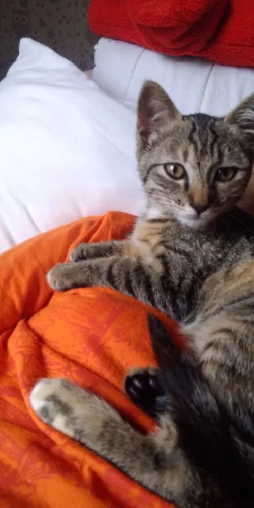 Gato ra a Indefinido  idade Abaixo de 2 meses nome Indefinido 