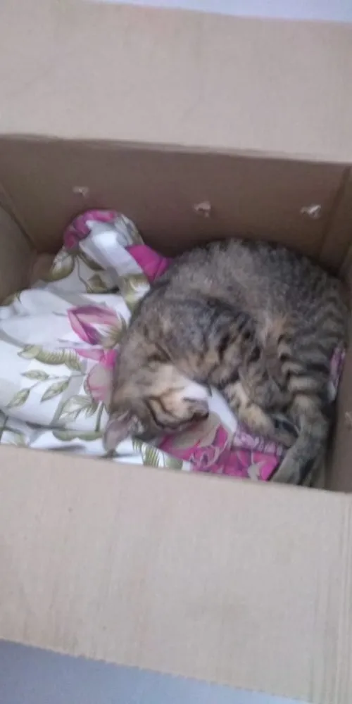 Gato ra a Indefinido  idade Abaixo de 2 meses nome Indefinido 