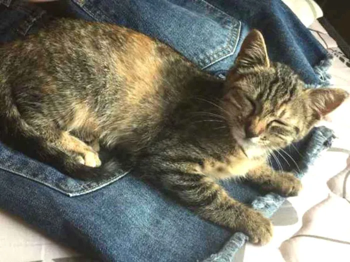 Gato ra a Indefinido  idade Abaixo de 2 meses nome Indefinido 
