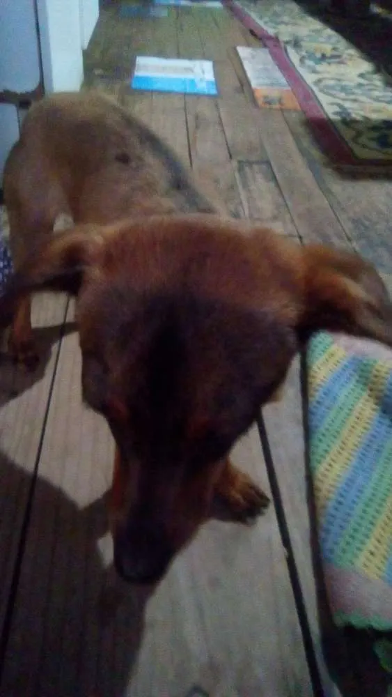 Cachorro ra a Salsichaslata idade Abaixo de 2 meses nome Nenhum.