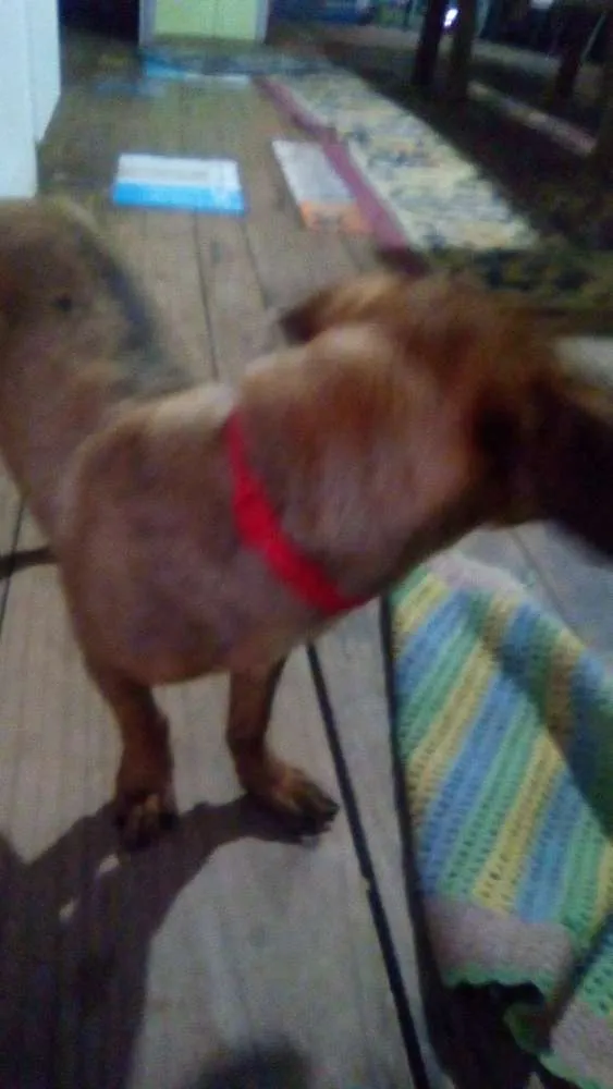 Cachorro ra a Salsichaslata idade Abaixo de 2 meses nome Nenhum.