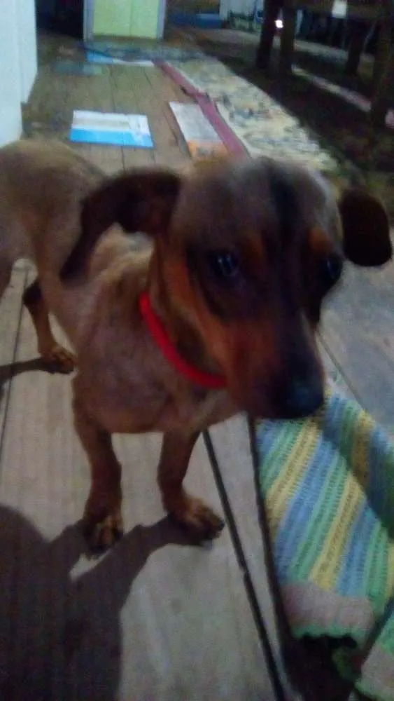 Cachorro ra a Salsichaslata idade Abaixo de 2 meses nome Nenhum.