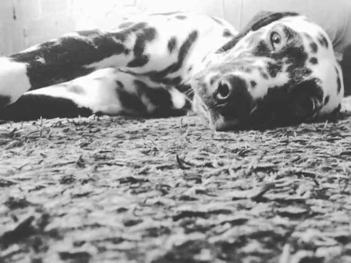 Cachorro ra a Dalmata idade 3 anos nome Clark 