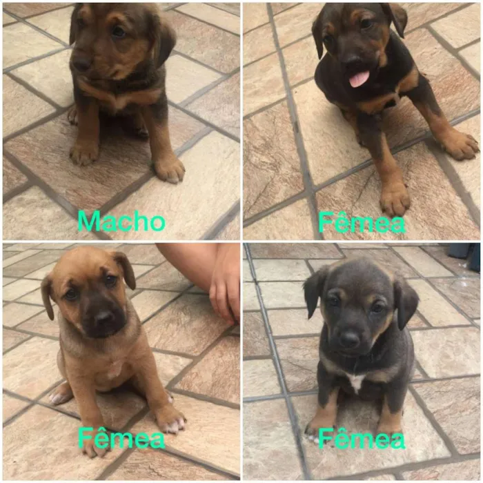 Cachorro ra a  idade Abaixo de 2 meses nome Não tem