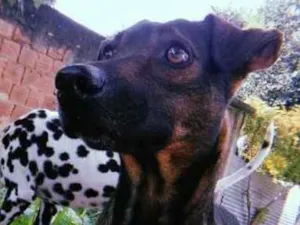 Cachorro raça Vira lata idade 3 anos nome Bob