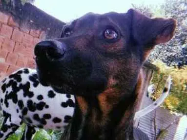 Cachorro ra a Vira lata idade 3 anos nome Bob