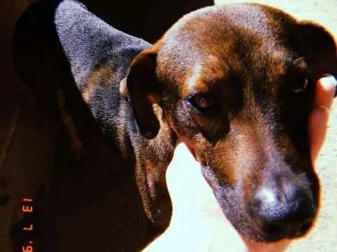 Cachorro ra a Vira lata idade 3 anos nome Bob