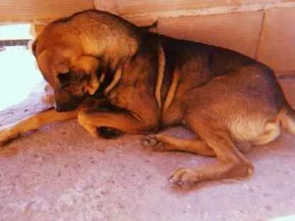 Cachorro ra a Vira lata idade 3 anos nome Bob