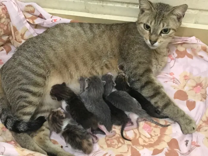 Gato ra a  idade Abaixo de 2 meses nome Sem Nome 