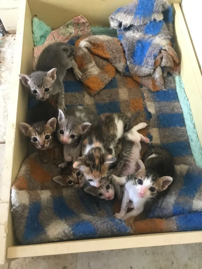 Gato ra a  idade Abaixo de 2 meses nome Sem Nome 
