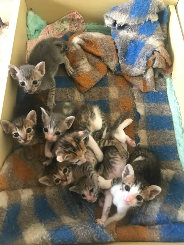 Gato ra a  idade Abaixo de 2 meses nome Sem Nome 