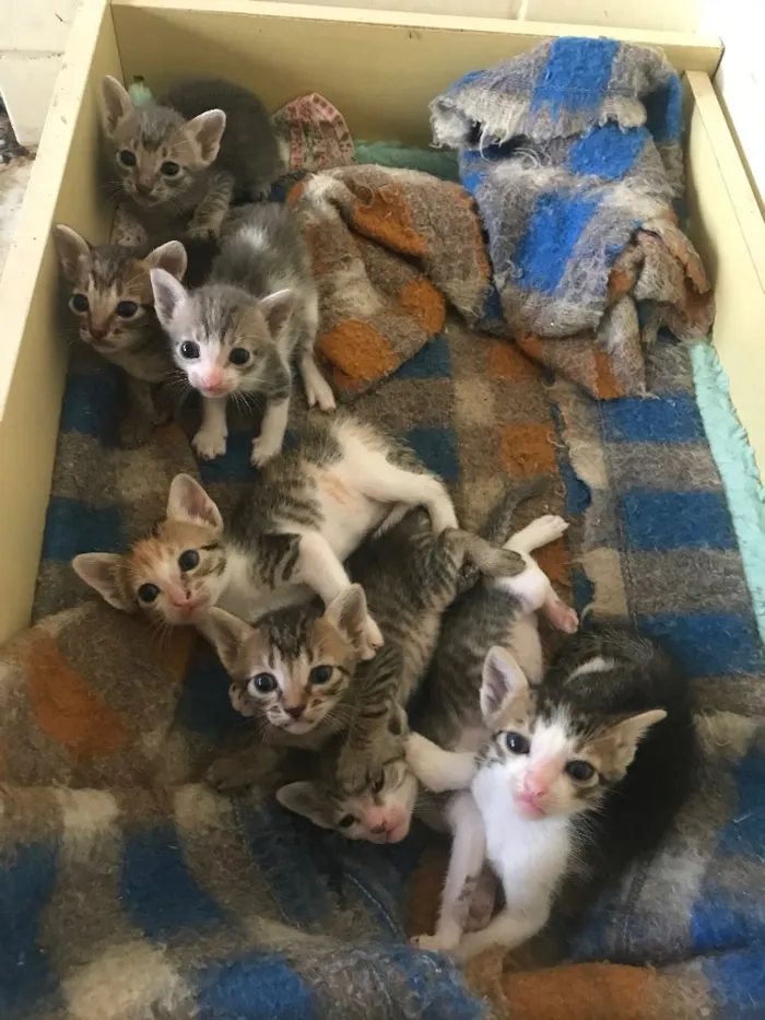 Gato ra a  idade Abaixo de 2 meses nome Sem Nome 