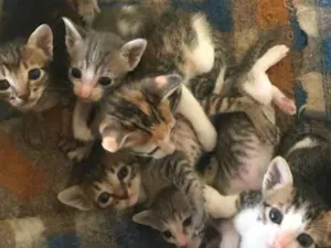 Gato raça  idade Abaixo de 2 meses nome Sem Nome 