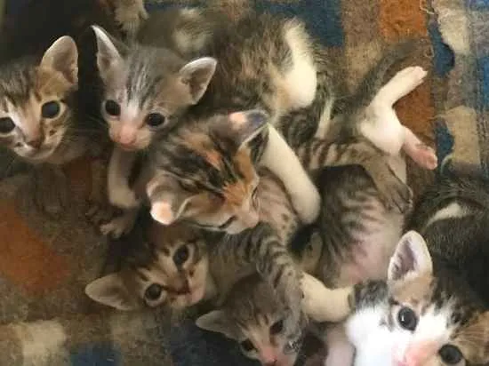Gato ra a  idade Abaixo de 2 meses nome Sem Nome 
