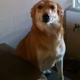 Mel