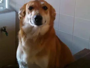 Cachorro raça Sem definição  idade 5 anos nome Mel