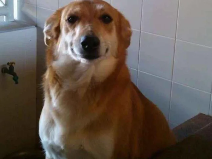 Cachorro ra a Sem definição  idade 5 anos nome Mel